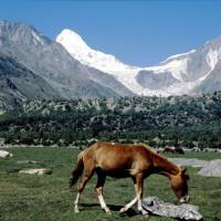 Popis: Rupal: Lailli Peak s koněm
