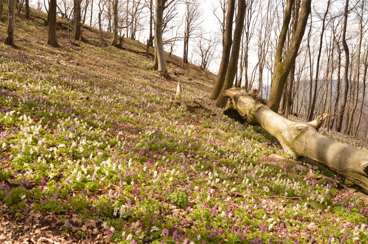 Vyšehradské vrchy, jarní aspekt