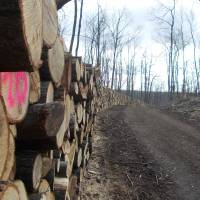 Popis: Dřevo, dřevo, dřevo