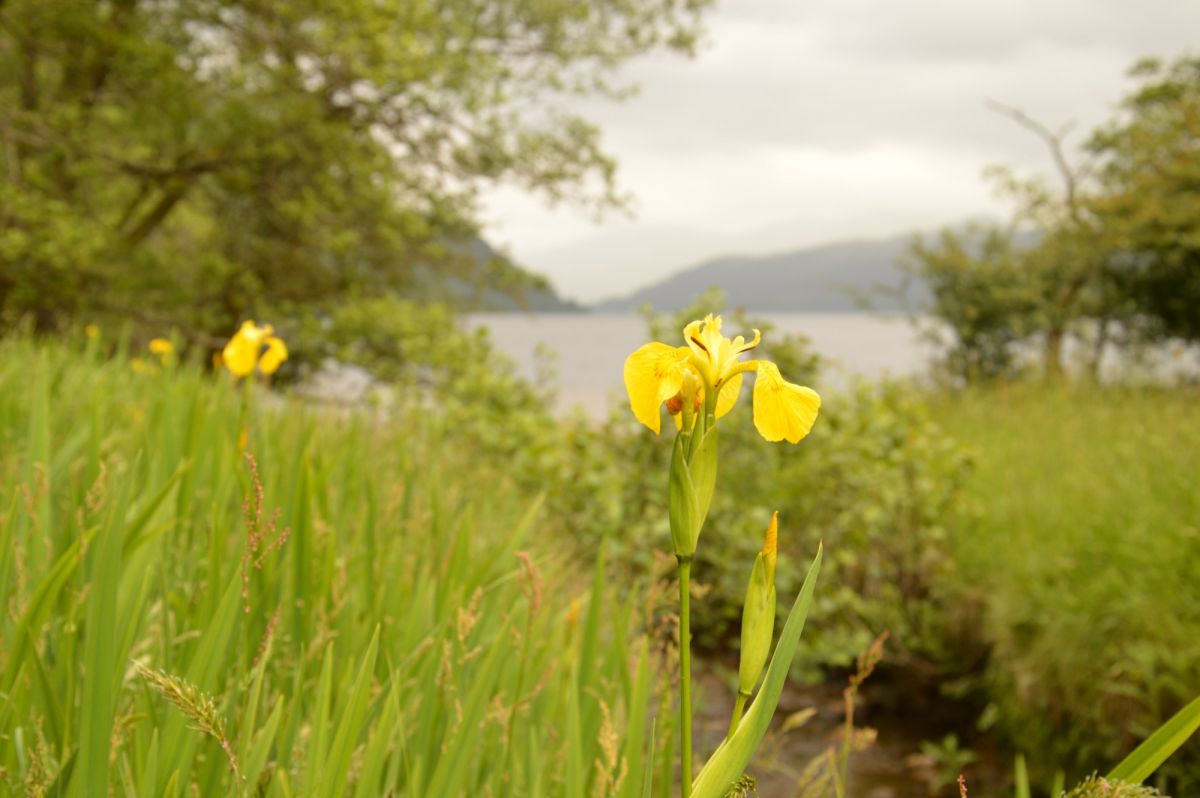 Kosatec u Loch Lomond