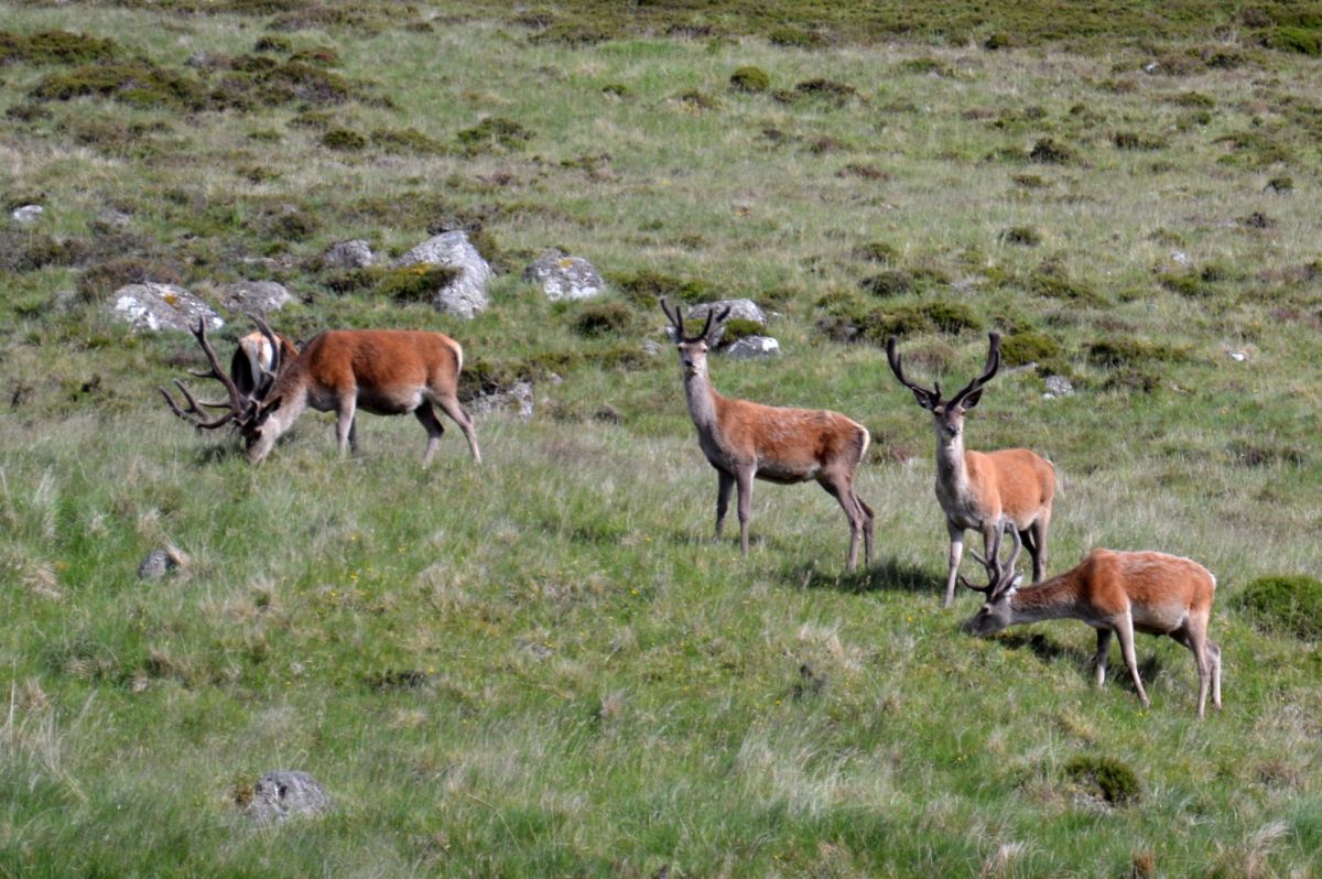 Cairngorm, jezero Loch Muick, jeleni na jezerem