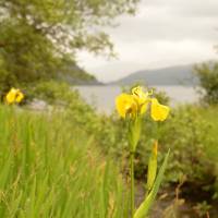 Popis: Kosatec u Loch Lomond