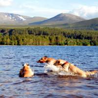 Popis: Pohoří Cairngorm, nádherné jezero Morlich, večerní idyla na břehu