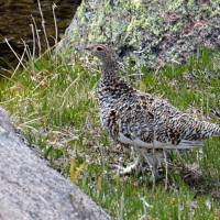 Popis: Bělokur rousný (druh tetřeva)