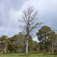 Popis: Cairngorm,  v údolí Glen Derry