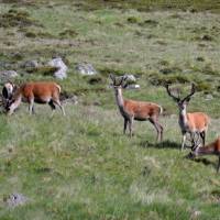 Popis: Cairngorm, jezero Loch Muick, jeleni na jezerem