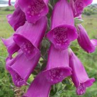 Popis: Skye