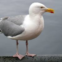 Popis: Skye, městečko Portree