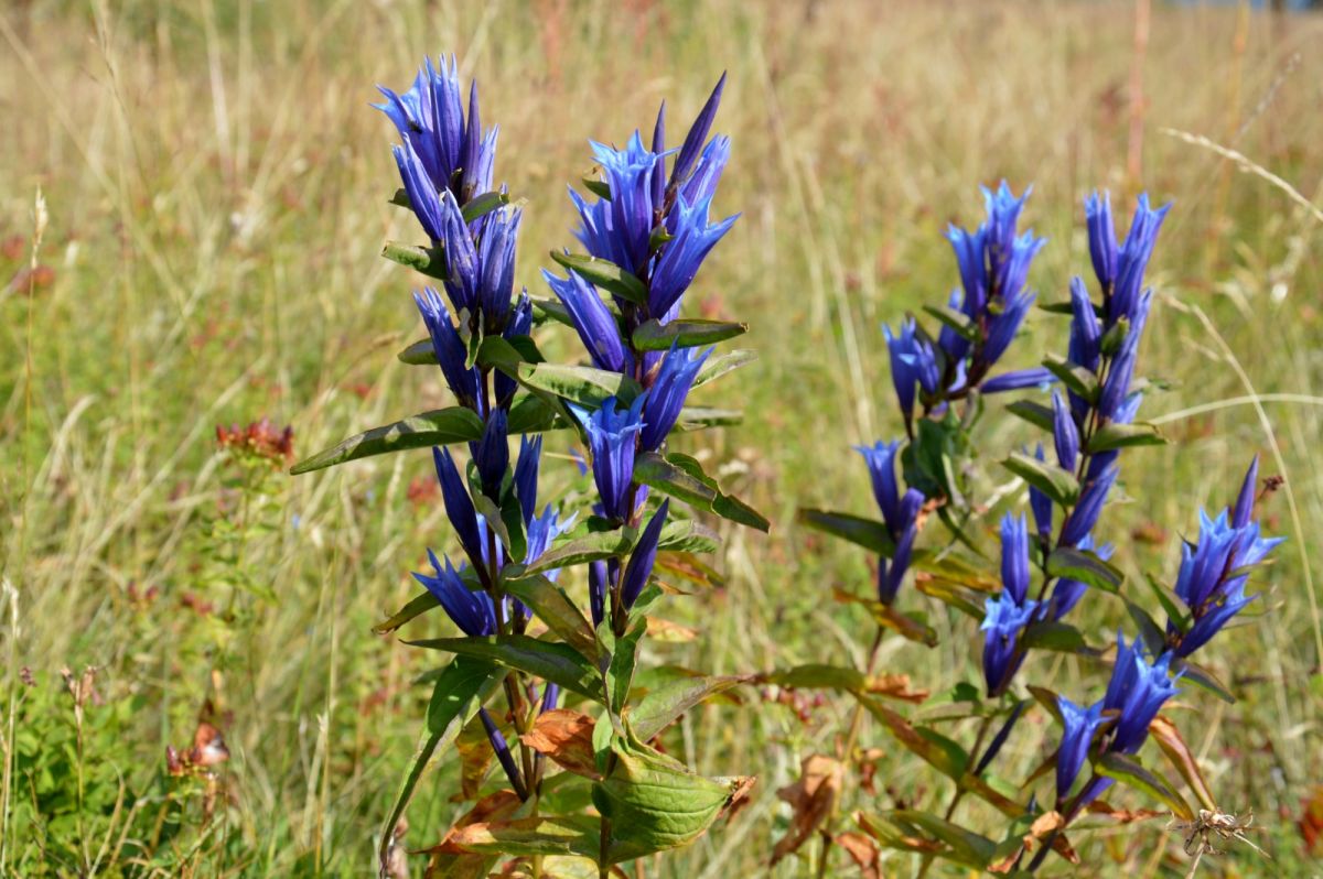 Planina Hajla