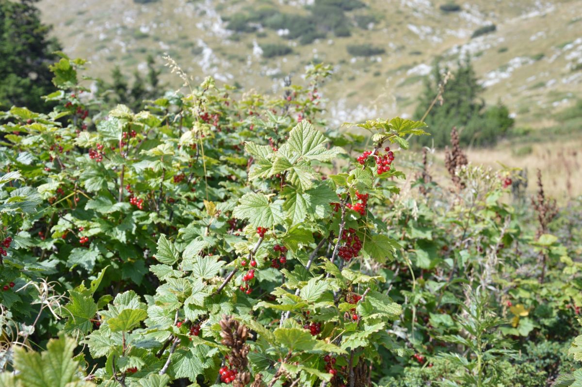 Planina Hajla, divoký rybíz