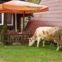 Popis: Bogë, turistické letovisko kosovského Prokletije, v restauraci