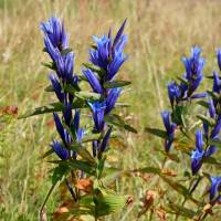 Popis: Planina Hajla