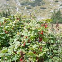 Popis: Planina Hajla, divoký rybíz