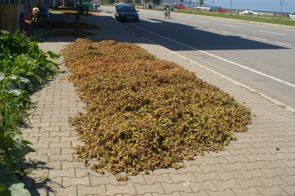 Sušení lískových oříšků u hlavní silnice