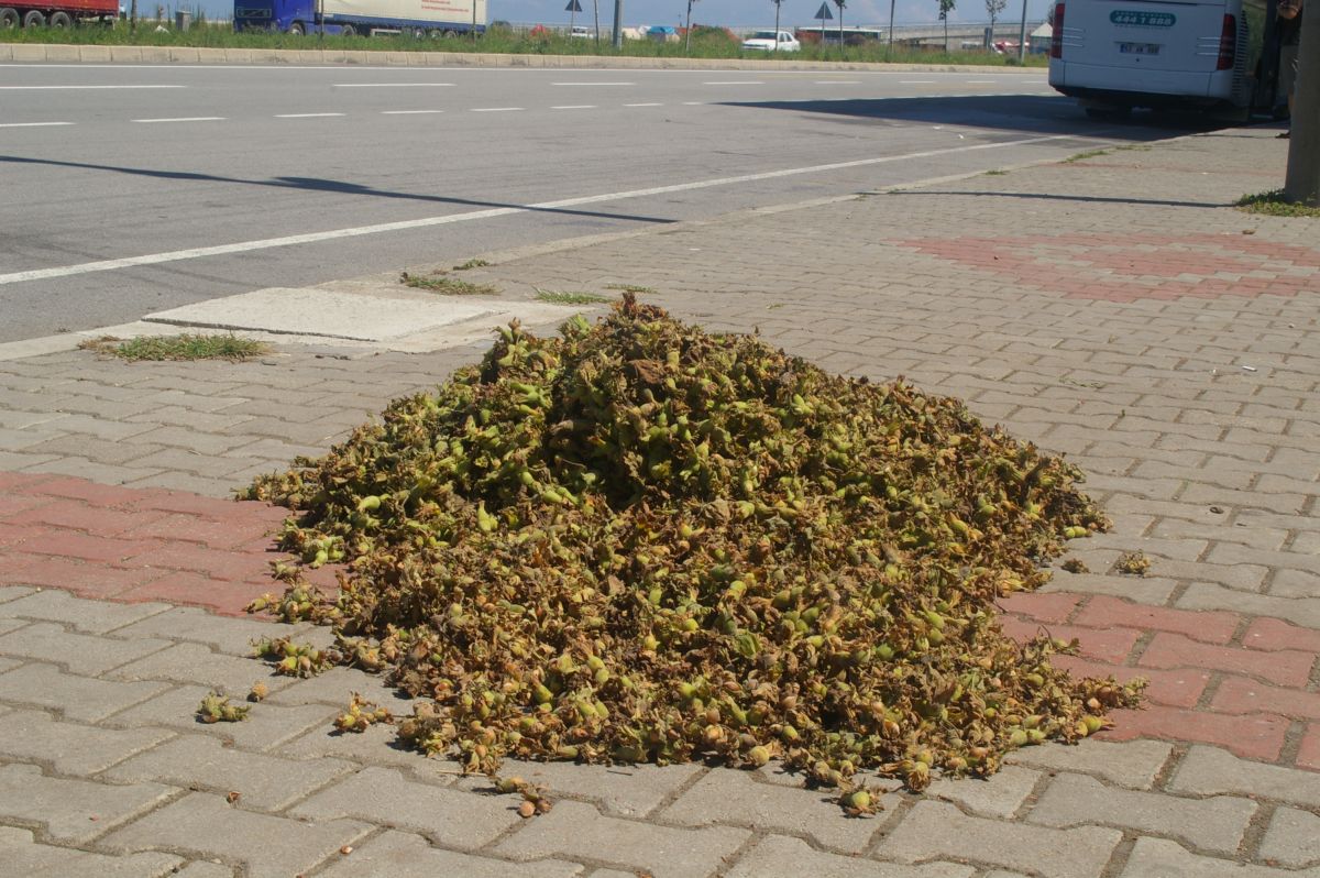 Sušení lískových oříšků u hlavní silnice