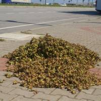 Popis: Sušení lískových oříšků u hlavní silnice