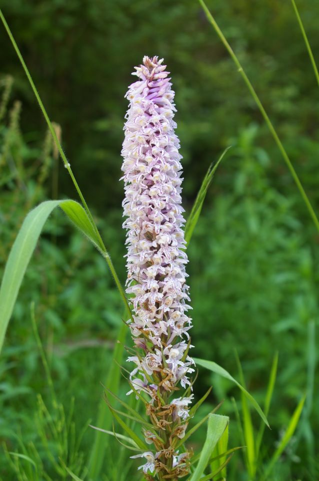 Šar planina, orchidej