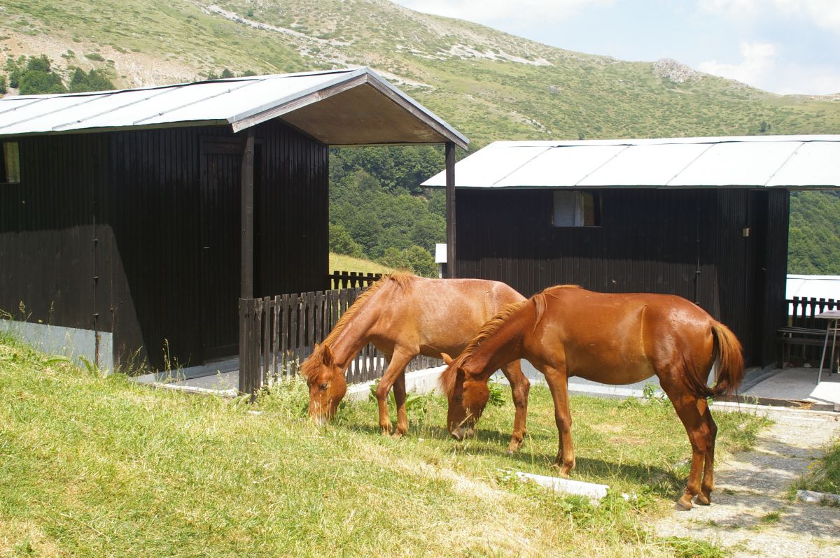 Šar planina