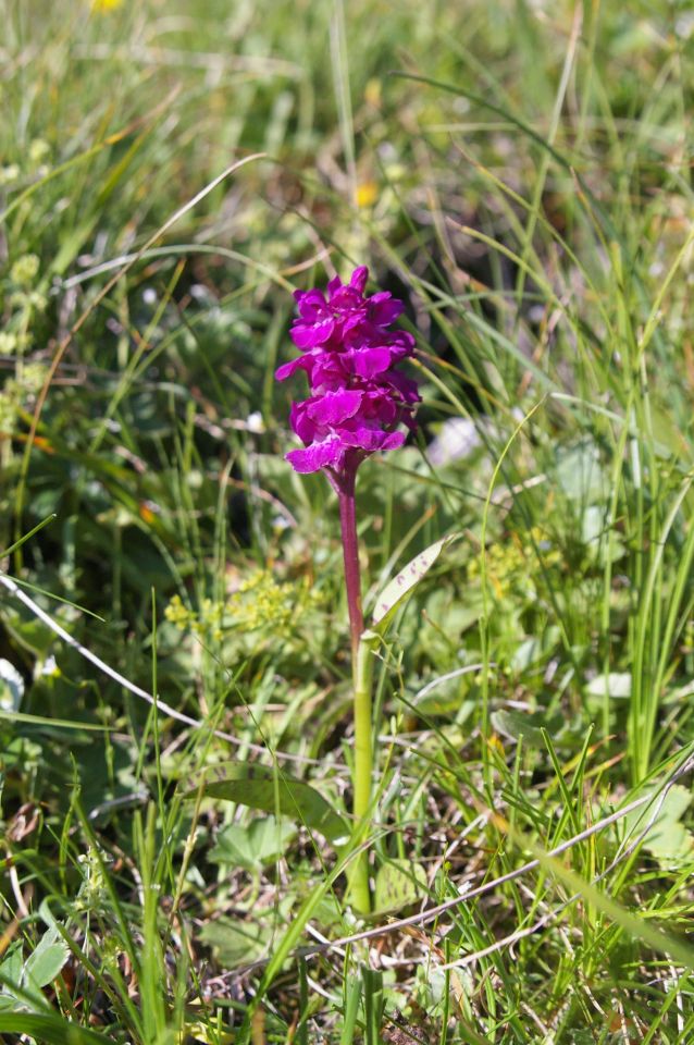 Šar planina, orchidej