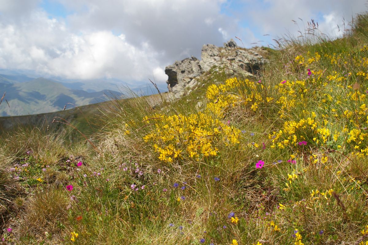 Šar planina