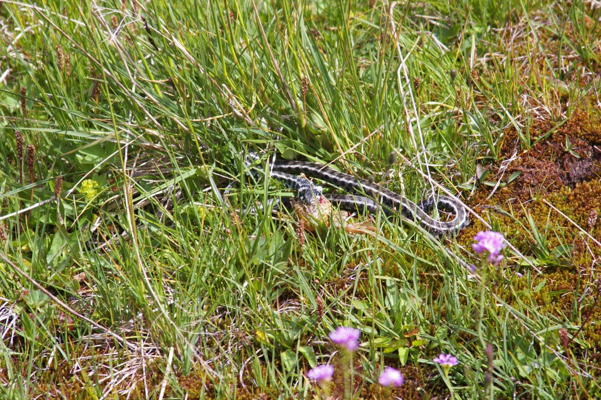 Šar planina, štíhlovka východní