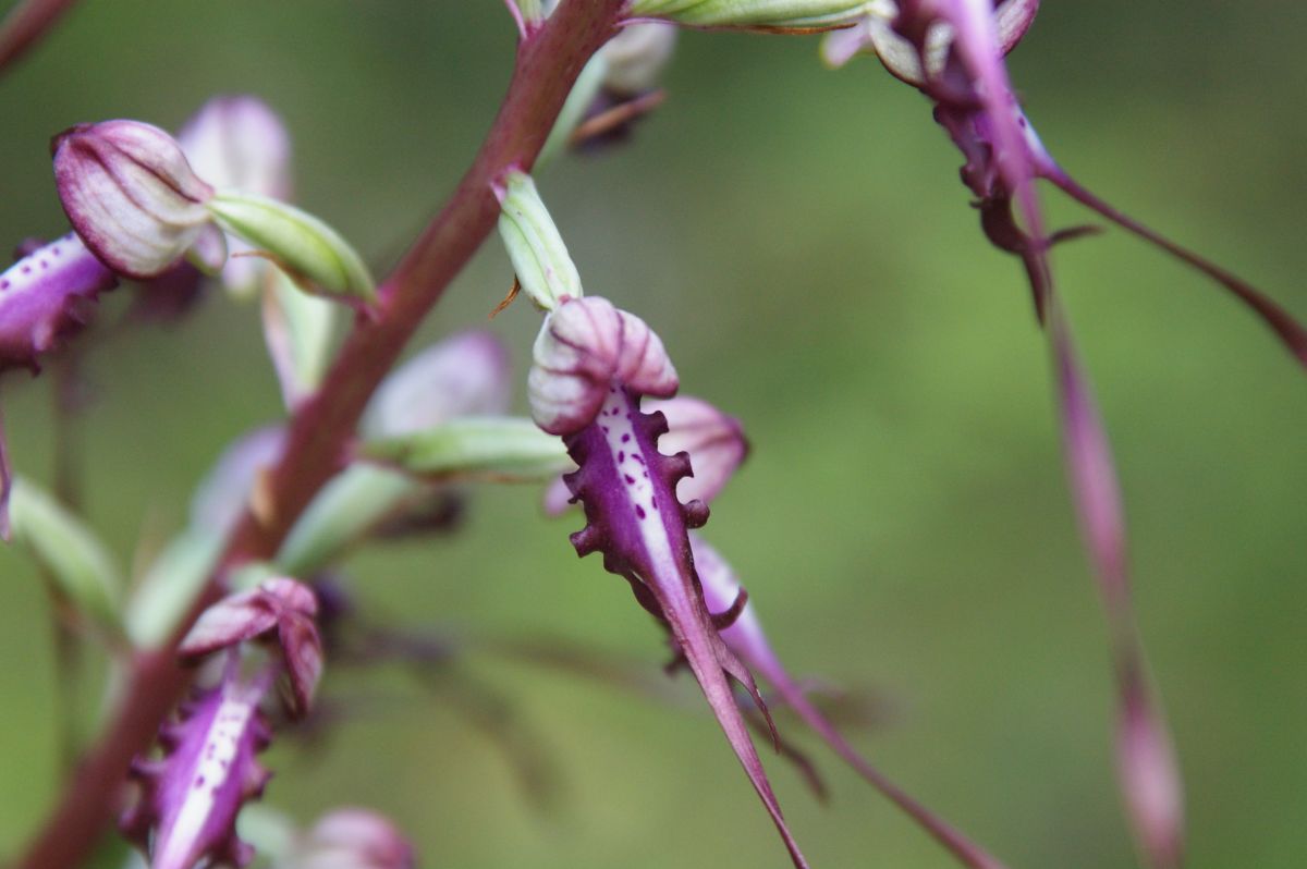 Jazýček východní (orchidej)