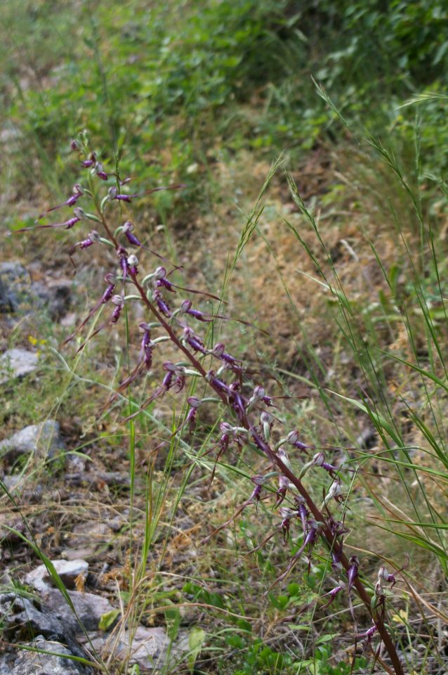 Mavrovo, orchidej jazýček východní