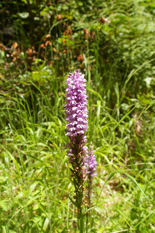 pohoří Baba, orchidej