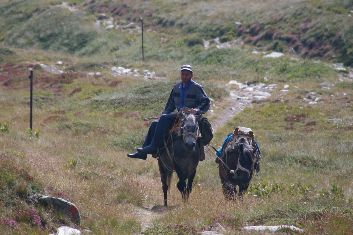 Pán na oslíku/mule