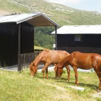 Popis: Šar planina