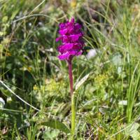 Popis: Šar planina, orchidej