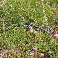 Popis: Šar planina, štíhlovka východní