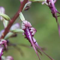 Popis: Mavrovo, orchidej jazýček východní