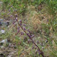 Popis: Mavrovo, orchidej jazýček východní