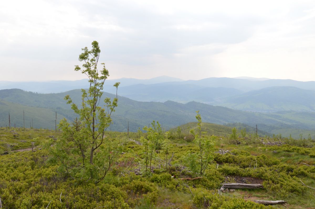 Z Baranie Gory, v dálce Babia Gora (Oravské Beskydy)