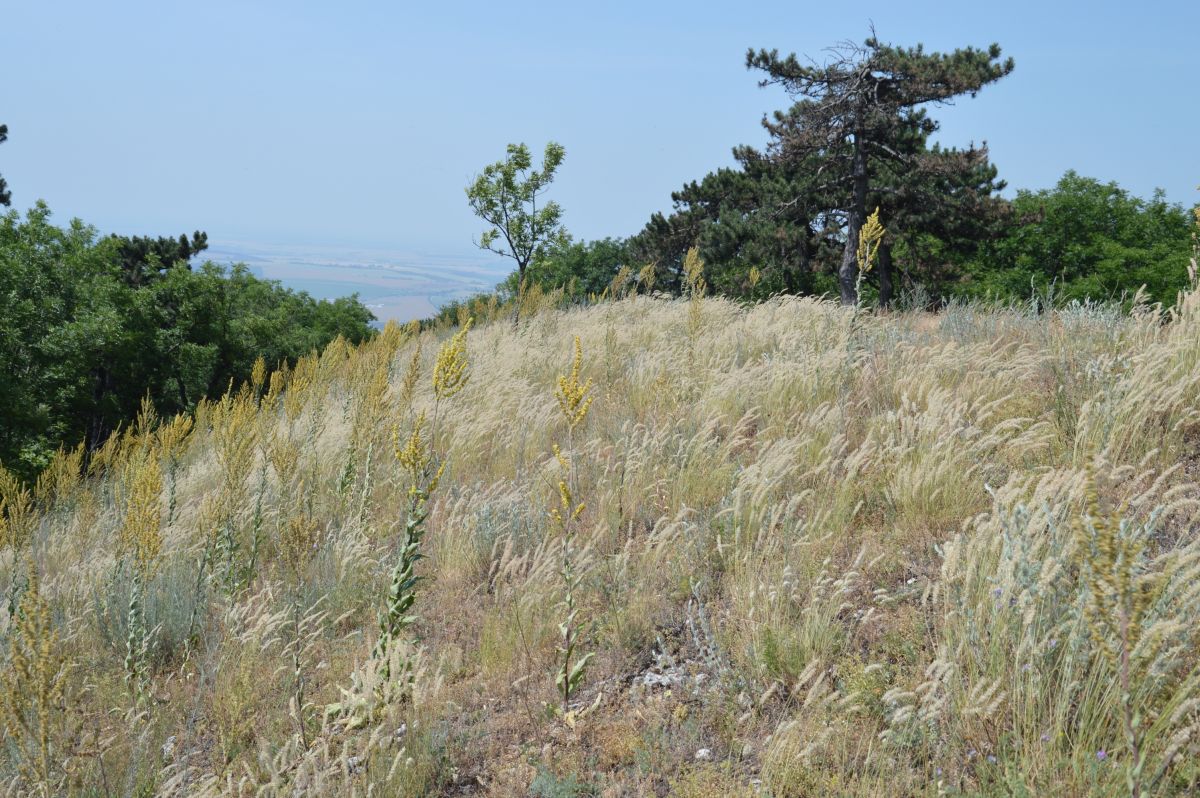 Zobor, vrcholová step