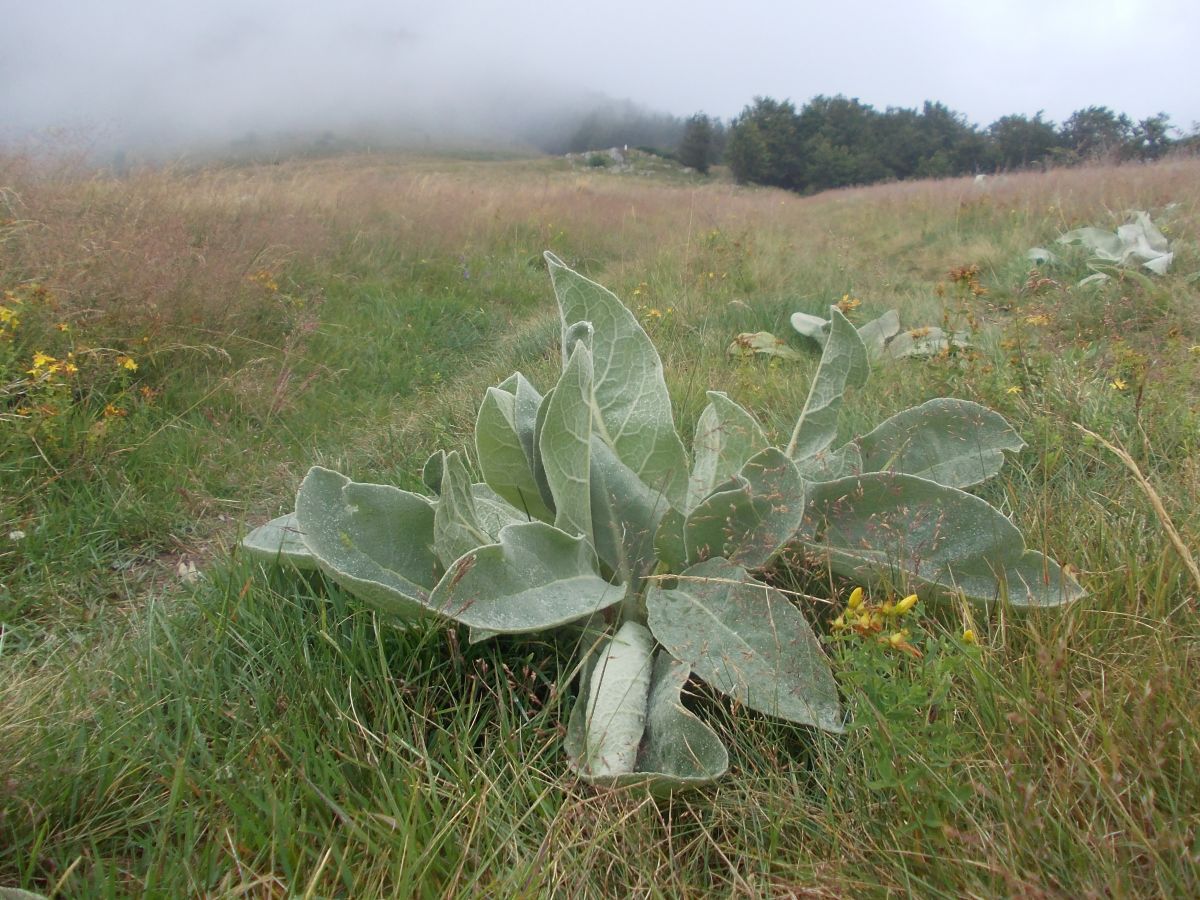 V mlze na hlavním hřebeni (už zase nad hranicí lesa), pod vrcholem Tupanac