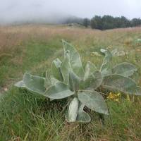 Popis: V mlze na hlavním hřebeni (už zase nad hranicí lesa), pod vrcholem Tupanac