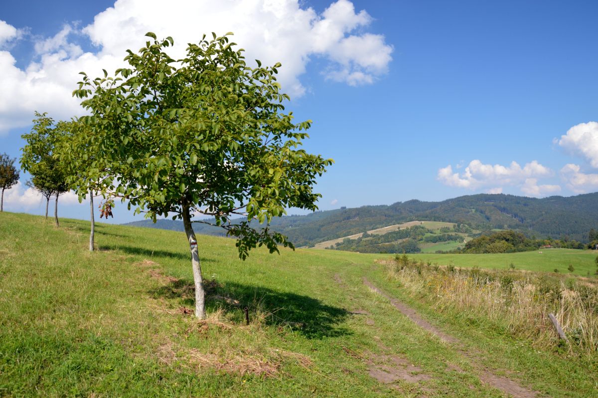 Nad Nedašovskou Lhotou