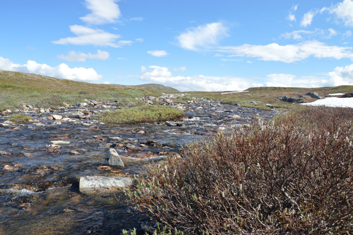 Horská tundra