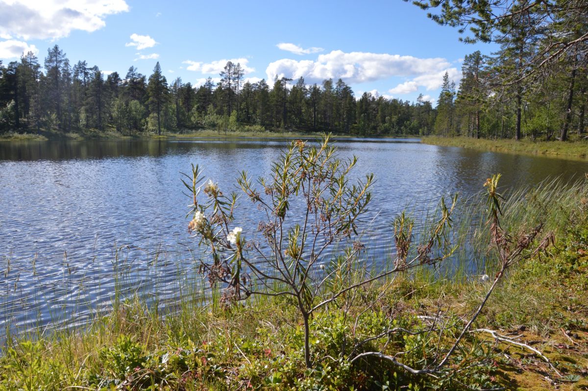 Národní park Pallas, i zde je spousta jezer