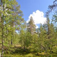 Popis: Finsko, Národní park Pallas, březovou-borovicový les
