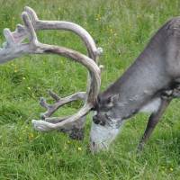 Popis: Sobi u hotelu Pallas