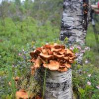 Popis: Zátiší v lese