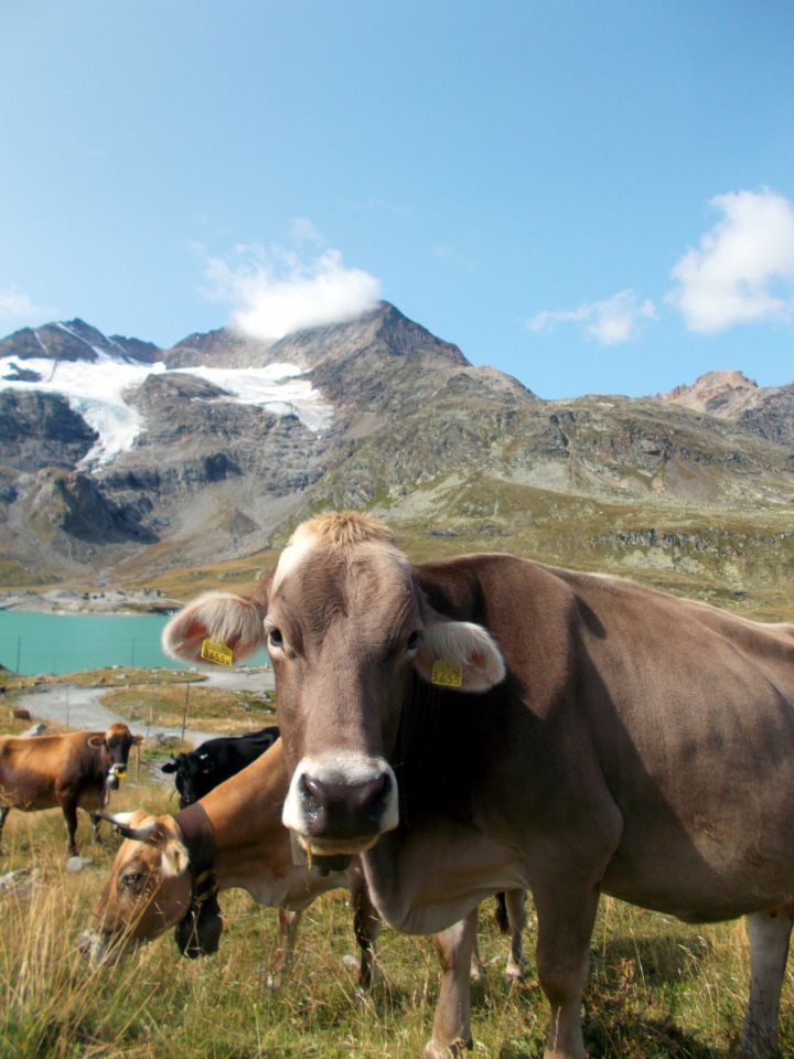 Údolí Bernina