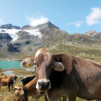 Popis: Údolí Bernina