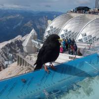 Popis: Kavče a davy turistů na vrcholu