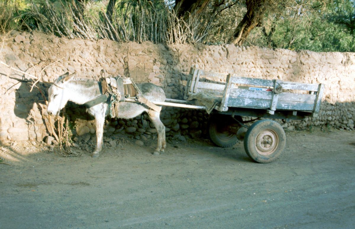 San Pedra de Atacama, oslík čeká na náklad