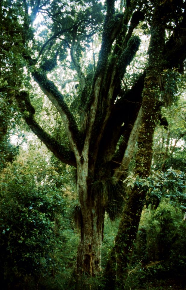 Národní park Chiloe, prales