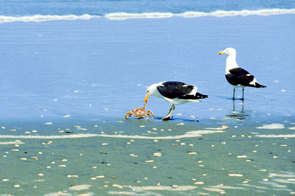 Národní park Chiloe, racci hodují na krabovi